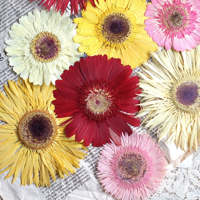 Resin Craft Ideas - 1 قطعة/7-9 سنتيمتر ، ضغط Gerbera