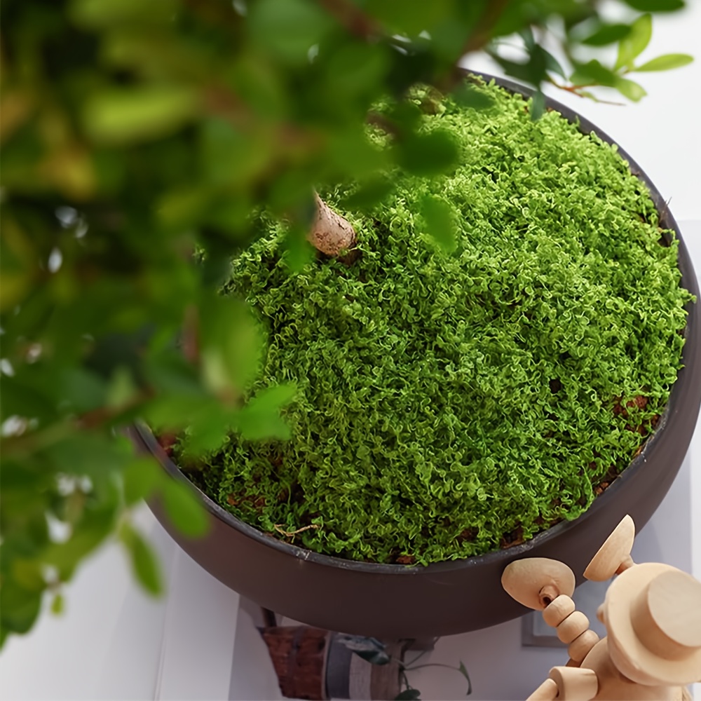 1 حزمة الطحلب الاصطناعي وهمية  - مراجعة Terrarium Moss Art وسعره