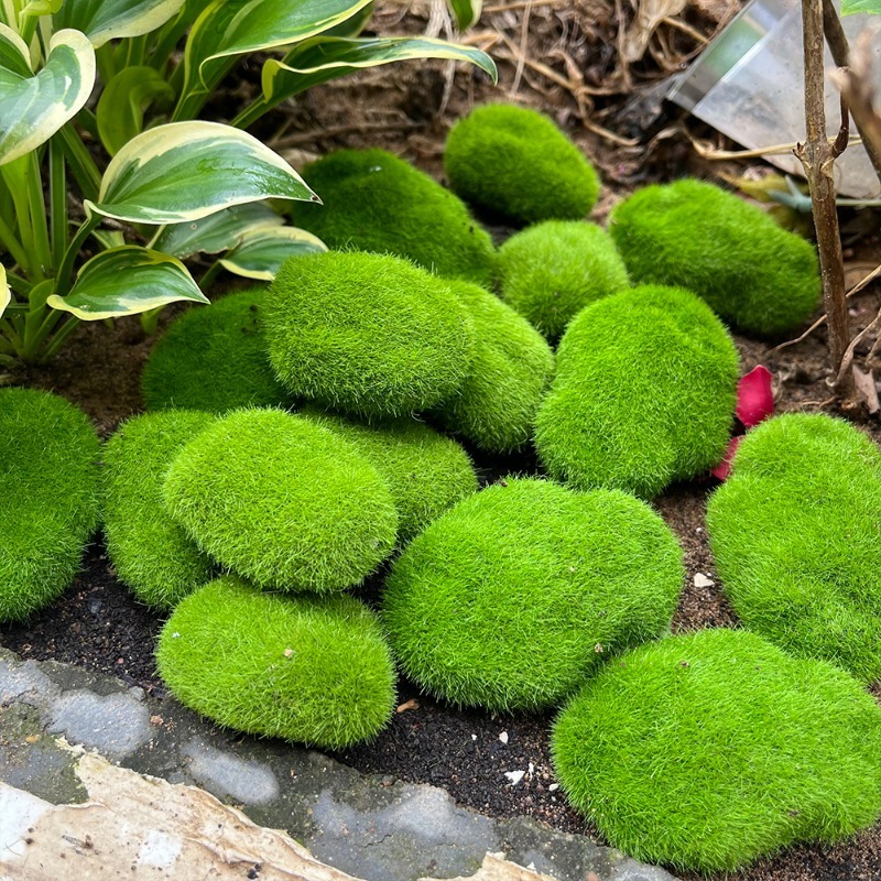 5/30 قطعة من أحجار الطحلب الاص - مراجعة Terrarium Moss Art وسعره