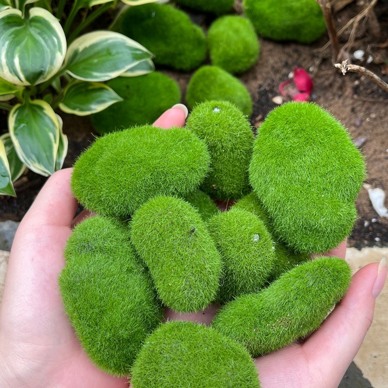 5/30 قطعة من أحجار الطحلب الاص - مراجعة Terrarium Moss Art وسعره