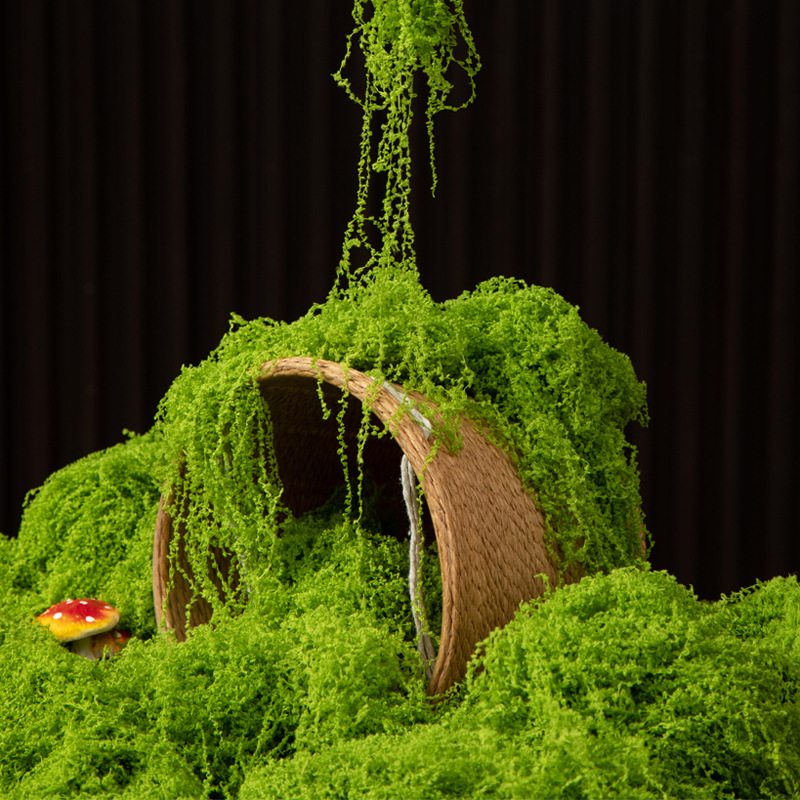 عشب الحياة الأبدية 200 جرام، ن - مراجعة Terrarium Moss Art وسعره