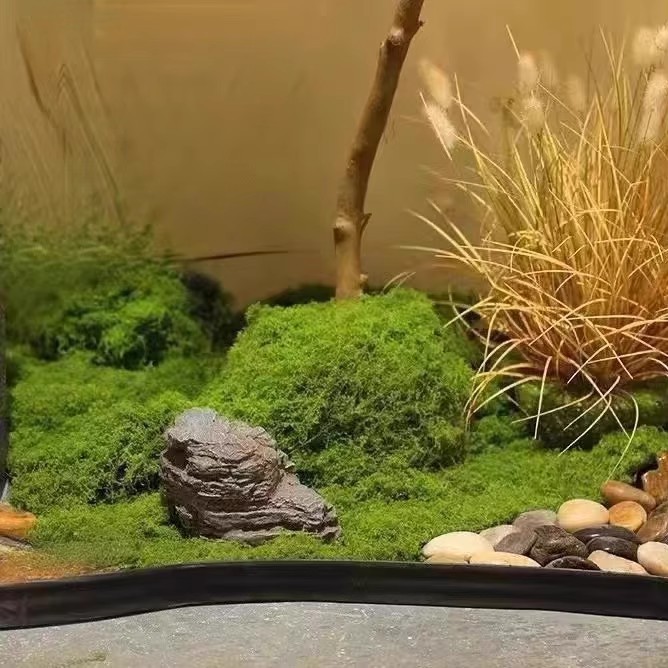 عشب الحياة الأبدية 200 جرام، ن - مراجعة Terrarium Moss Art وسعره