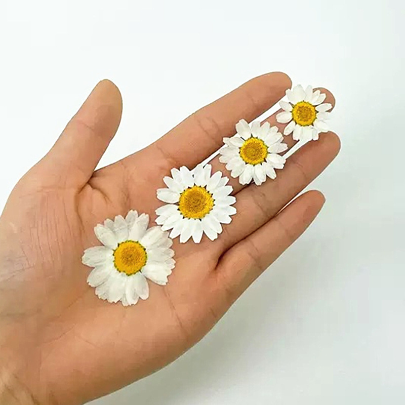 100 قطعة من زهور الأقحوان الكر - مراجعة Resin Craft Ideas وسعره