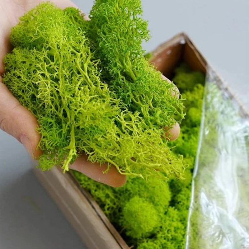 طحالب الحياة الأبدية 100/200/5 - مراجعة Terrarium Moss Art وسعره
