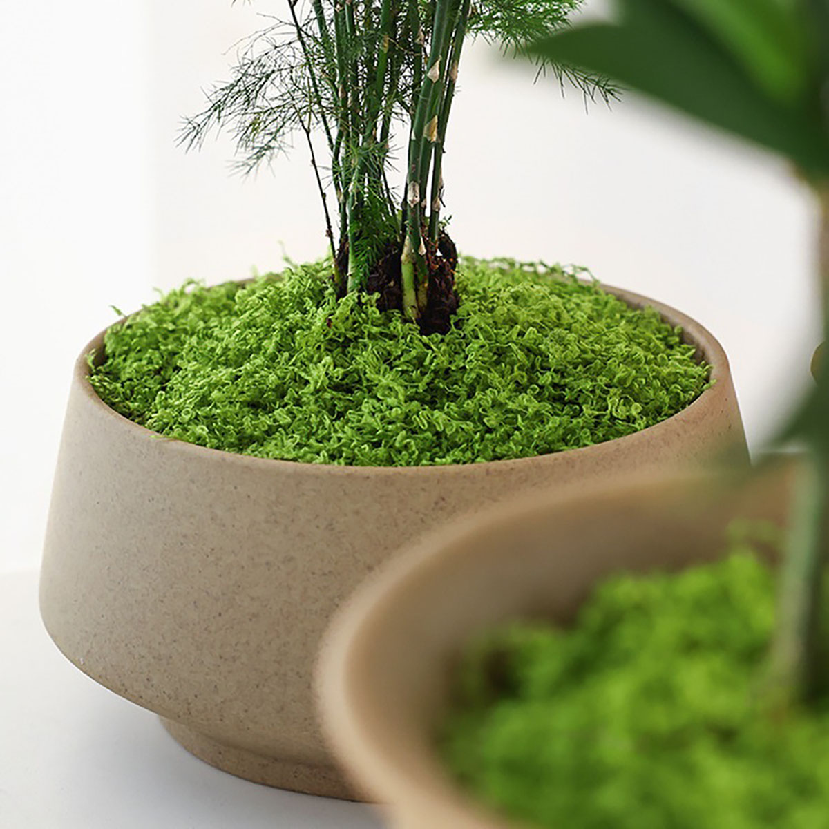 حوالي 20 جرام من النباتات الخض - مراجعة Terrarium Moss Art وسعره