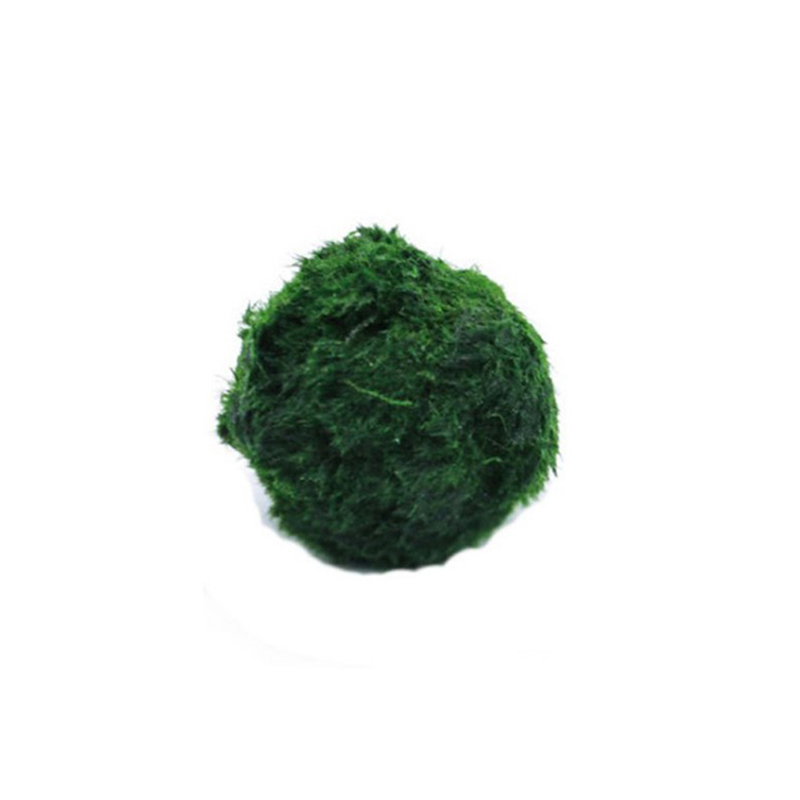 ماريمو كرات الطحلب حوض السمك ن - مراجعة Terrarium Moss Art وسعره