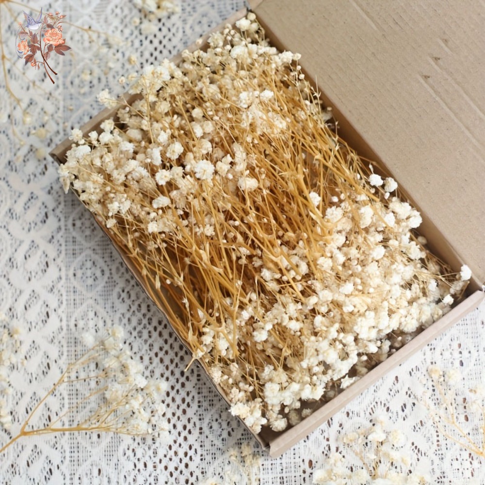 100 قطعة من زهور الجيبسوفيلا ا - مراجعة Resin Craft Ideas وسعره